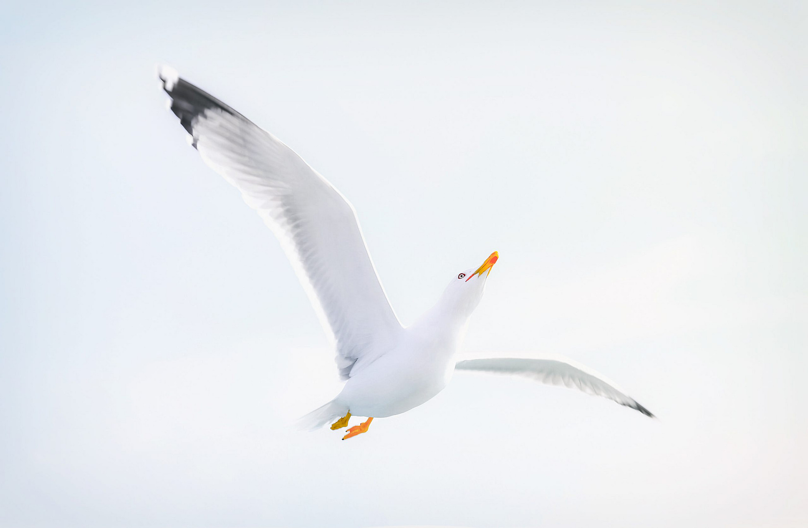 Zwei Flügel der Achtsamkeit