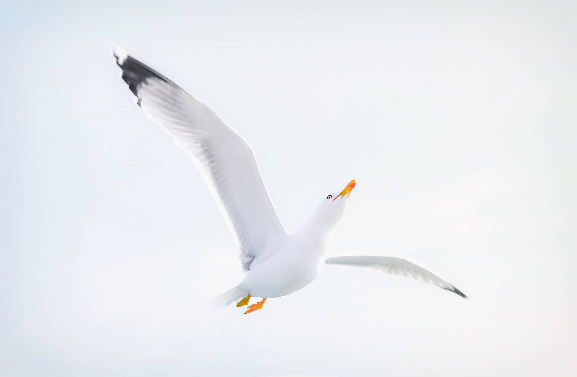 Zwei Flügel der Achtsamkeit